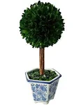 Galt International Preserved Boxwood Topiary Tree in Blue & White Ceramic Pot - Plant and Table Centerpiece Stunning Greenery and Plant Decor for Home 5.9" Diameter Topiary 14" Tall