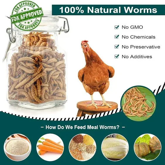 Euchirus 22 lbs Non-GMO Dried Mealworms for Wild Bird Chicken Fish,High-Protein ...