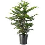 Norfolk Island Pine Tree Live Plant, 10" Pot, Adorable Indoor Air Purifying Houseplant