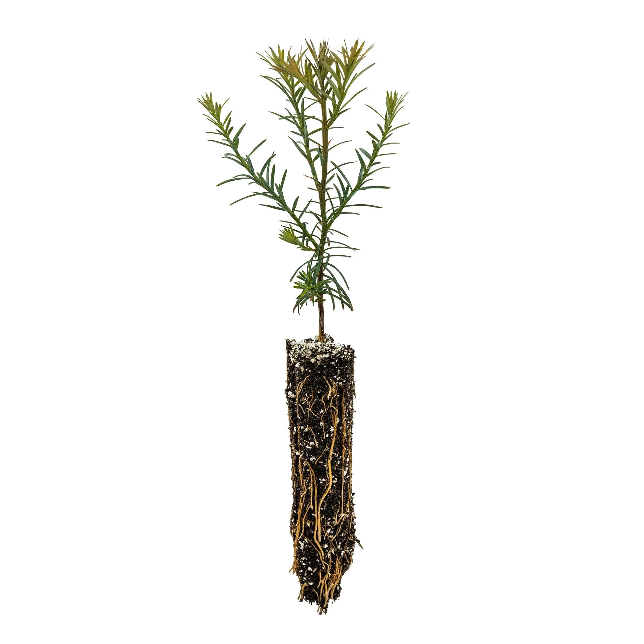 Coast Redwood | Small Tree Seedling