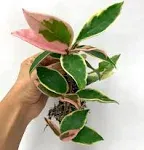 Tricolor Hoya Krimson Queen Live Tricolor Hoya Plant