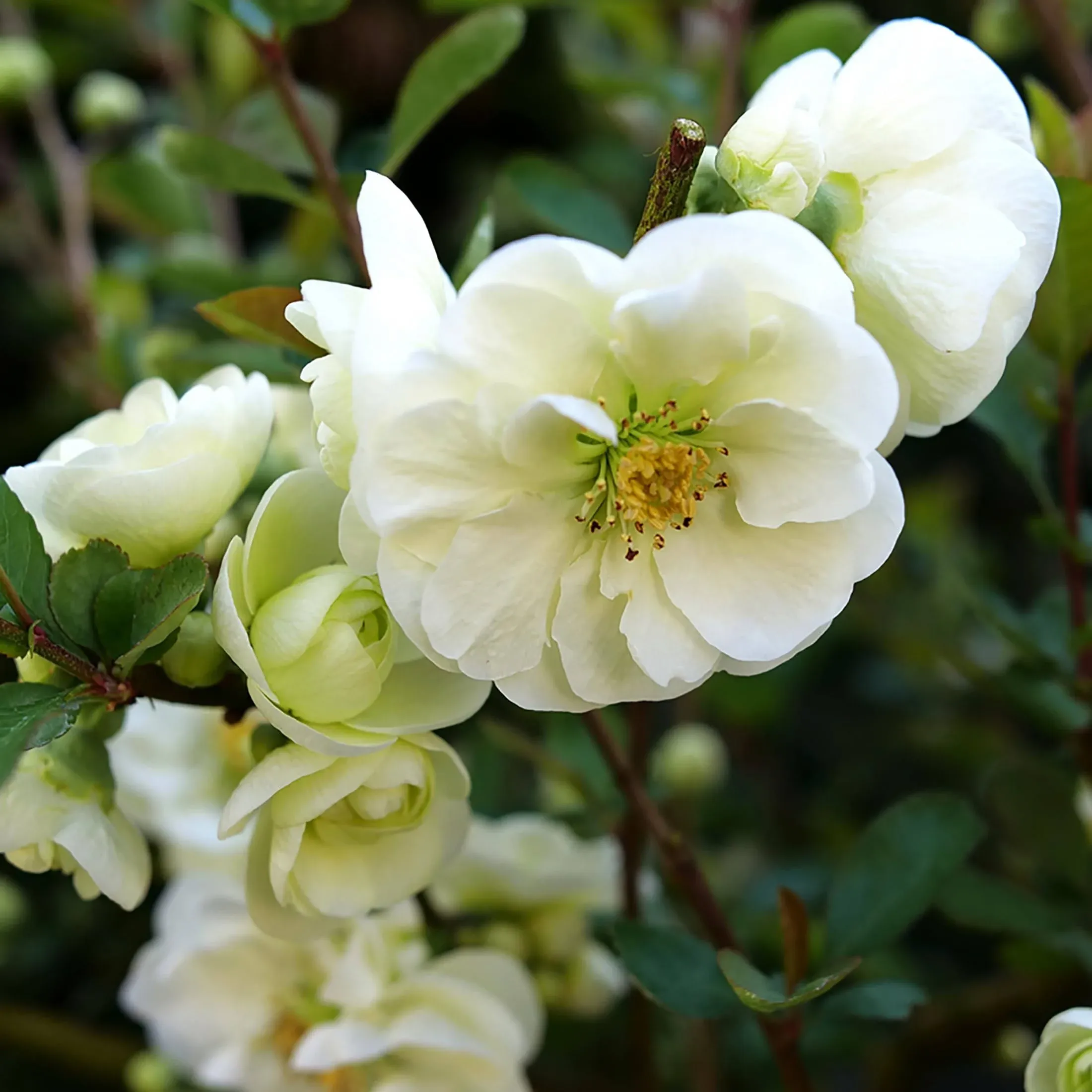 Double Take Eternal White - Flowering Quince - Proven Winners - 4" Pot