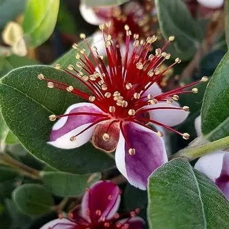 6 Pineapple Guava Plants, Feijoa Sellowiana, Thriving Inside 2.5" Nursery Cubes