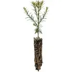 Coast Redwood | Small Tree Seedling | The Jonsteen Company