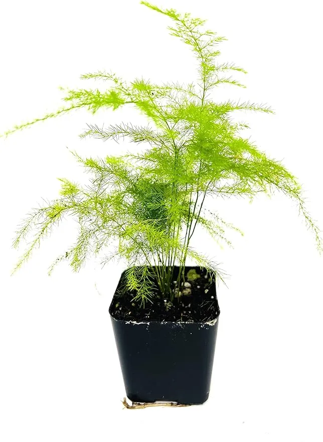 Fern Leaf Plumosus Asparagus Fern - 2" Pot -Easy to Grow/Terrarium Plants