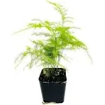 Fern Leaf Plumosus Asparagus Fern - 2 inch Pot -Easy to Grow/Terrarium Plants