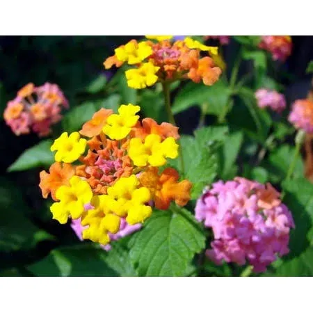 Miss Huff Lantana Camara Flowers