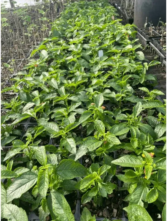 3 Miss Huff Lantana Camara Flowers Cold Hardy-3.5 inch Pots