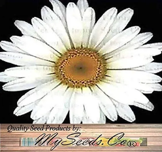 MySeeds.Co Big Pack - Chrysanthemum Species Mixed Seed (10,000+ Seeds) - Contains ...