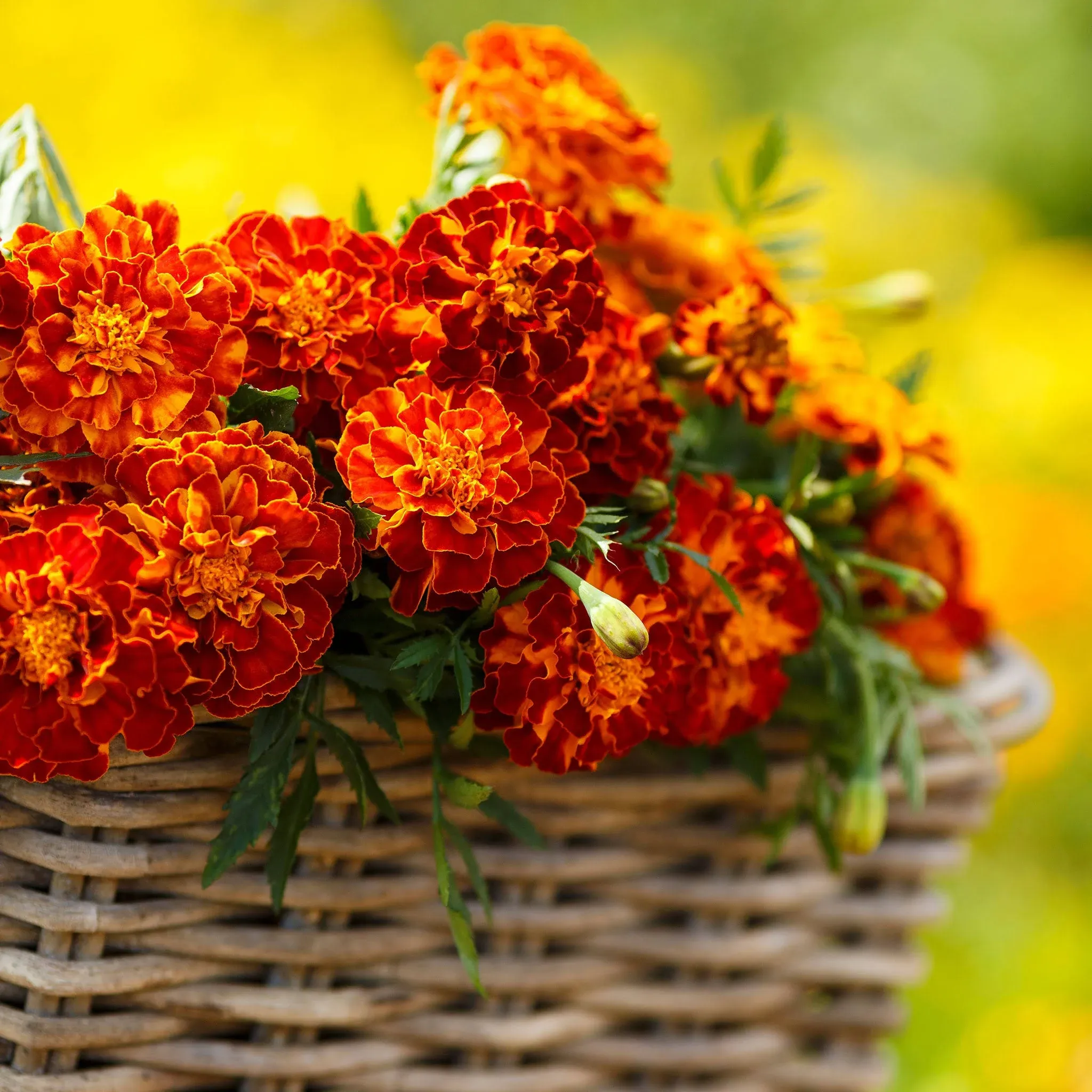 Eden Brothers French Marigold Harmony Flower Seeds