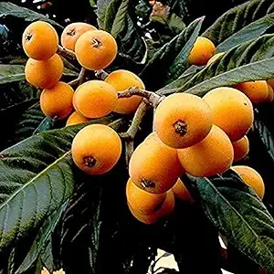 CHUXAY Garden 10 Loquat Fruit Seeds Japanese Plumchinese Plumchina Pipa Evergreen ...