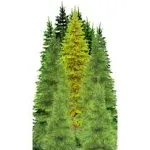 SP12622 Tree Group Forest 80 inch Cardboard Cutout Standee Standup