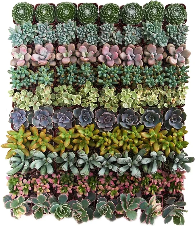 Shop Succulents | Unique Collection | Assortment of Hand Selected, Fully Rooted Live Indoor Succulent Plants, 20-Pack C