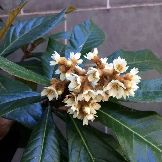 CHUXAY GARDEN 10 Loquat Fruit Seeds Japanese Plum,Chinese Plum,China Pipa Evergreen Shrub Tree Sweet Relieve Cough and Promote Fluid Gardening Gifts, Yellow