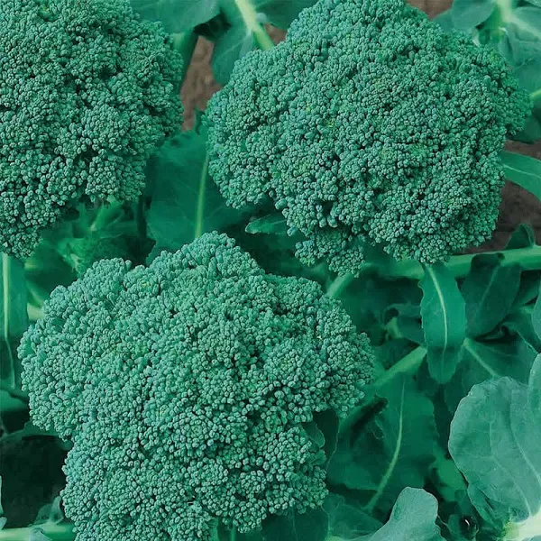 Broccoli Seeds Waltham 29 Non-GMO