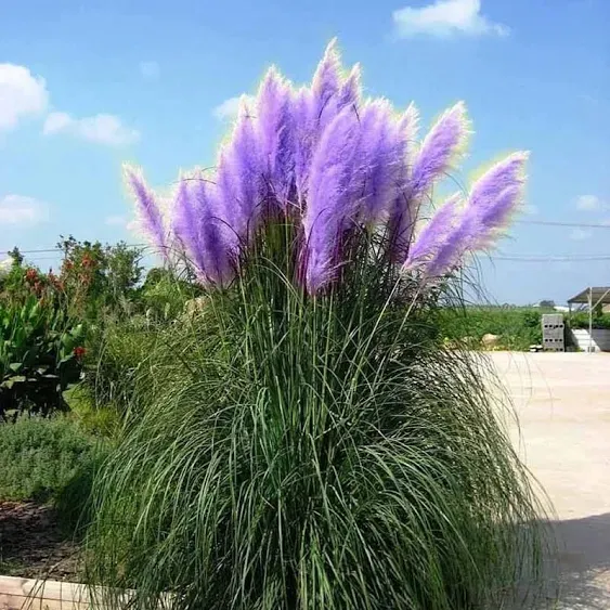 CHUXAY Garden Purple Pampas Grass Seed 200 Seeds Ornamental Grass Perennial ...