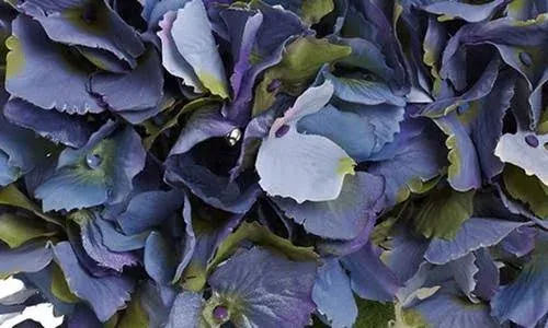 Nearly Natural Blue Hydrangea with Floral Planter