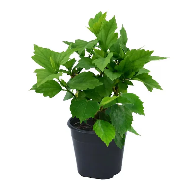 National Plant Network Pink Hibiscus Flowering Shrub in 2-Gallon (s) Pot Lowes.com