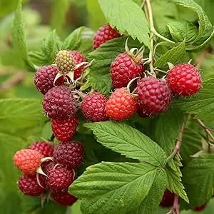 Garden State Bulb Brandywine Raspberry Bare Root, Non-GMO (Bag of 1)