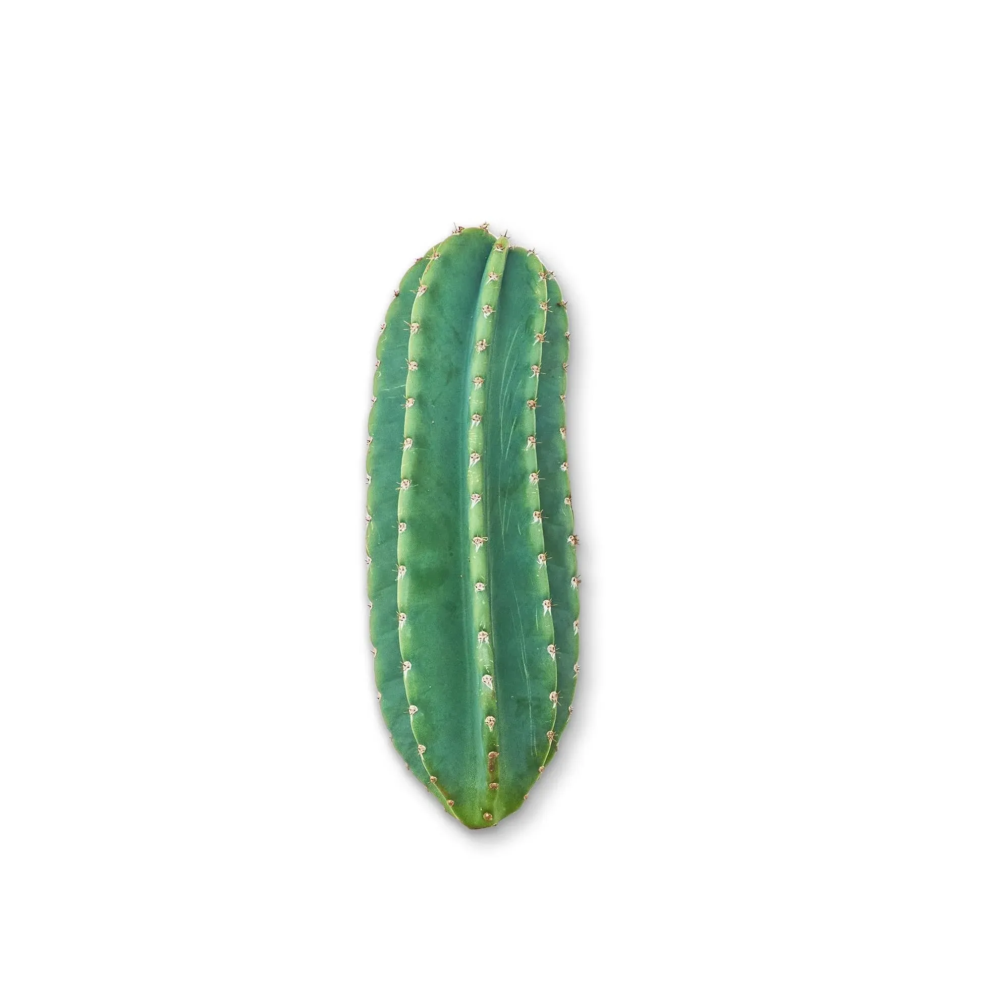 Peruvian Apple Cactus