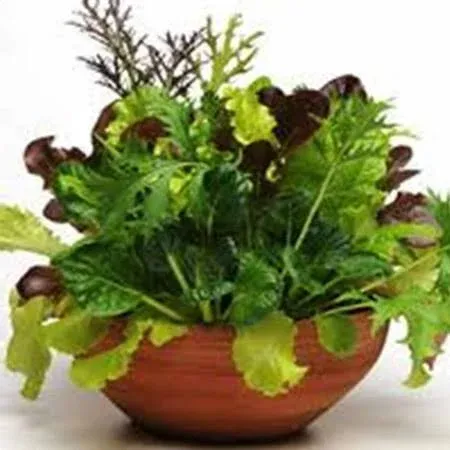 Gourmet Mixed Lettuce Greens - Garden Seeds- 4 oz - Heirloom Vegetable