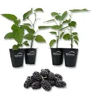 Everbearing Mulberry Tree - 4 Live Starter Plants in 2 Inch Pots - Edible...