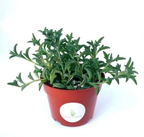 String of Dolphins Hanging Succulent, Senecio peregrinus, Fully Rooted Live 4 in. Succulent Plant