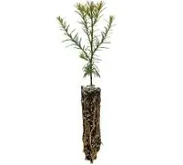 Coast Redwood | Small Tree Seedling | The Jonsteen Company