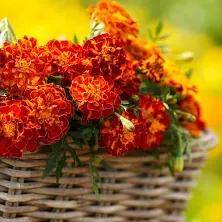 French Marigold Seeds - Harmony | Flower Seeds in Packets & Bulk | Eden Brothers