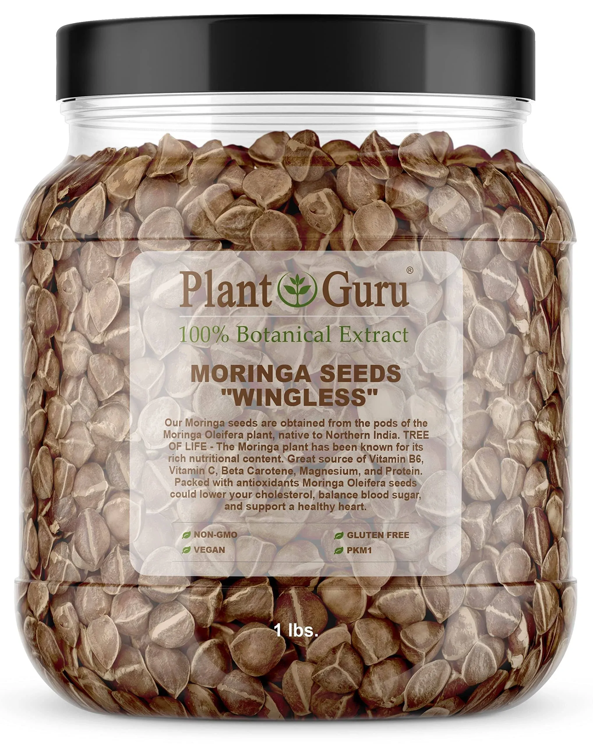 Plant Guru Moringa Seeds Wingless 1 lb. Wide Mouth Jar - Pkm1 Variety - Edible Snacking - Planting - Moringa Oleifera - Malunggay - Semillas de