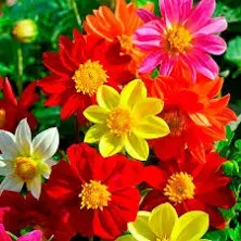 Dahlia Seeds - Mixed Mignon - Packet - Mixed Flower Seeds, Heirloom Seed, Open Pollinated Seed Attracts Bees, Attracts Butterflies, Attracts Pollinators, Fast Growing, Fragrant, Container Garden