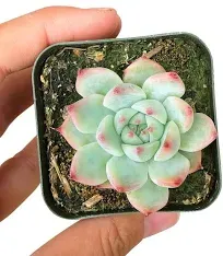 Succulents Box Echeveria Tippy Pink for Sale Stunning Easy-Care Pink Succulent