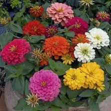 Zinnia Magellan Series Flower Garden Seeds