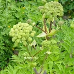 Eden Brothers Angelica Seeds