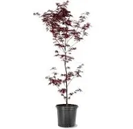 5 gal. Emperor I Japanese Red Maple Deciduous Tree