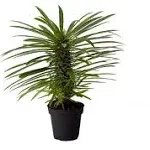 American Plant Exchange Live Madagascar Palm Tree, Plant Pot for Home and Garden Decor, 4" Pot