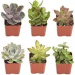 Shop Succulents | Unique Collection of Live Succulent Plants, 6-Pack, mix 