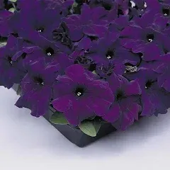 Petunia Seeds Supercascade Blue Pelleted Seeds