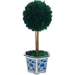 Galt International Preserved Boxwood Topiary Tree in Ceramic Pot Plant and Table Centerpiece Stunning Greenery and Plant Decor for Home Blue & White