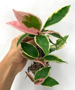 Tricolor Hoya Krimson Queen Live Tricolor Hoya Plant