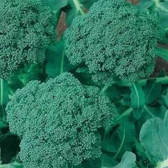 Broccoli Seeds Waltham 29 Non-GMO