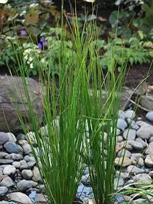 Perennial Farm Marketplace Ornamental Grass Size-#1 Container Juncus effusus