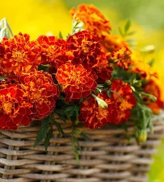 Eden Brothers French Marigold Harmony Flower Seeds