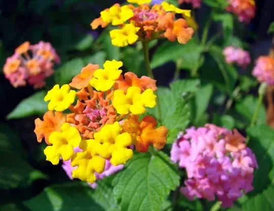 Miss Huff Lantana Camara Flowers