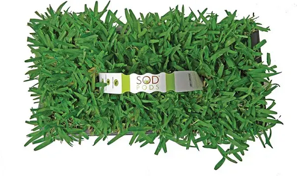 Cannot Ship to CA/AZ SodPods® St Augustine Seville Grass Plugs (16-Count) Natural, Affordable Lawn Improvement