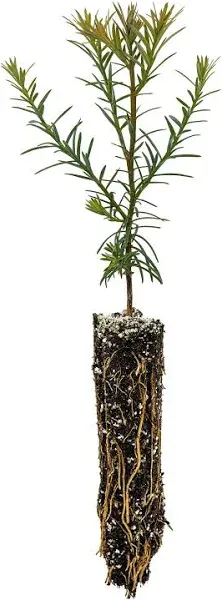 The Jonsteen Company Coast Redwood Small Tree Seedling