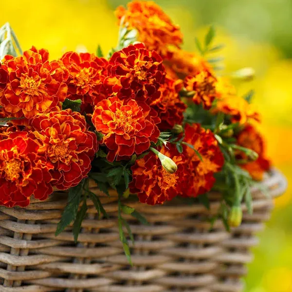 Eden Brothers French Marigold Seeds Harmony