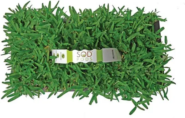 SodPods St Augustine Seville Grass Plugs