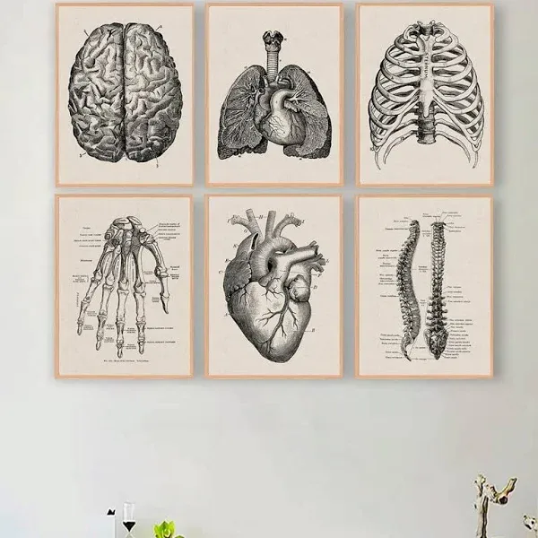 Ohhvvow Human Anatomy Artwork Medical Wall Picture Muscle Skeleton Vintage Poster Nordic Canvas Print Education Painting Modern Decor 8”X10” (unframed)