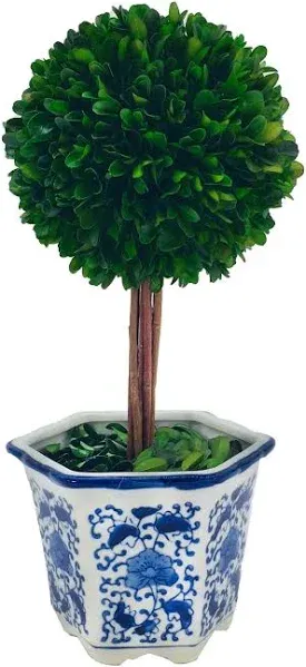 14" Naturally Preserved Boxwood Ceramic Pot Tree Topiary